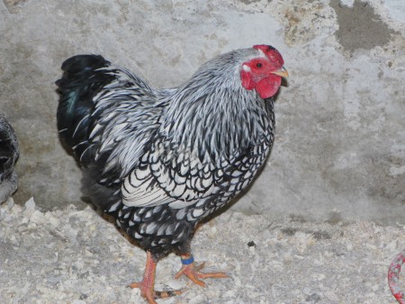 Wyandotka pôvod Rakusko 